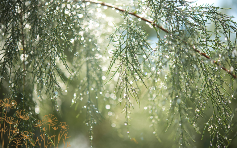 RAIN Meditation: A healing practice for self-kindness.