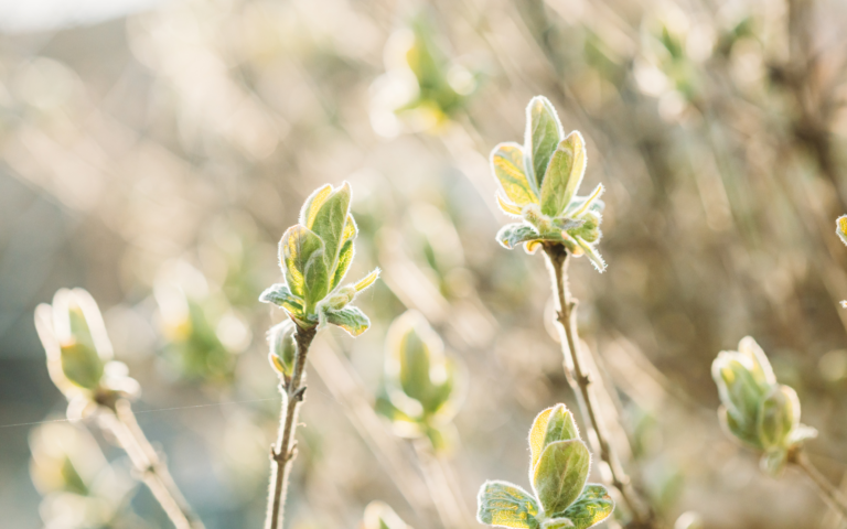 19- You Don’t Have to Be Fully Healed to Be a Healer: Releasing Perfectionism on the Healing Path